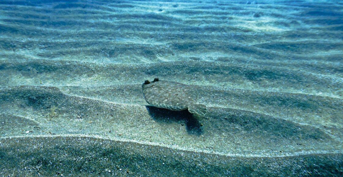 Flounder camouflaged on the sandy bottom in clear Florida water