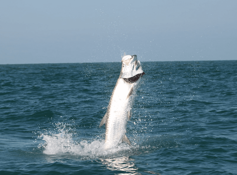 Tarpon Fishing Trip Tarpon Fishing in 30A