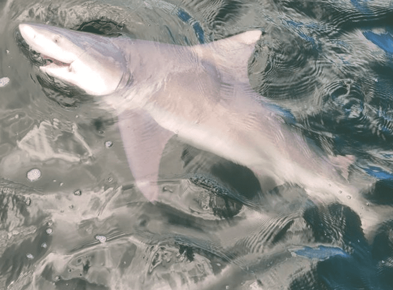 Shark Fishing Charter 30A Shark Fishing Charters in 30A