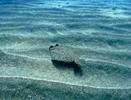 Florida Flounder Season: Panhandle Timing, Best Spots, and Simple Inshore Tactics